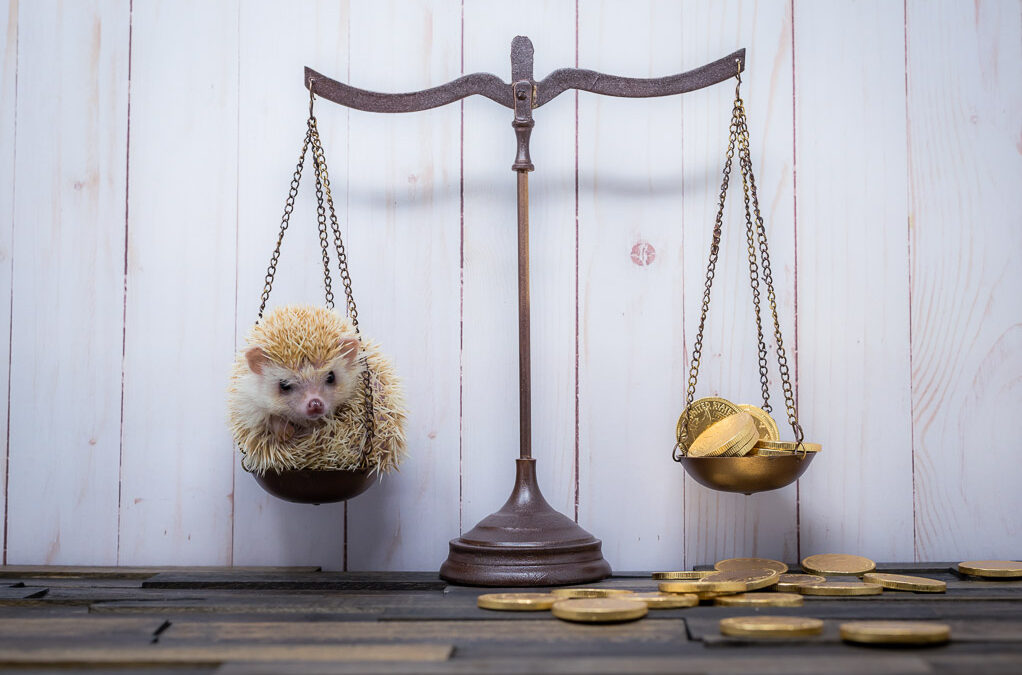 Round 24 – Judges Picks – Balance