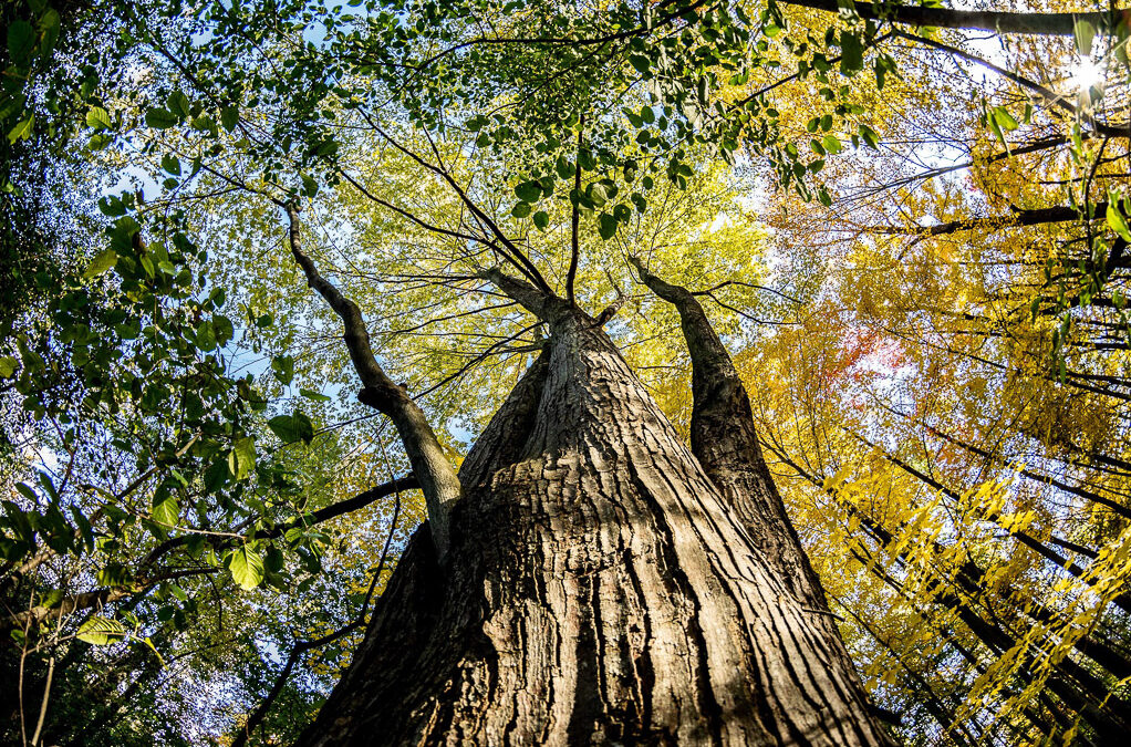 Round 24 Judges Picks – Trunk